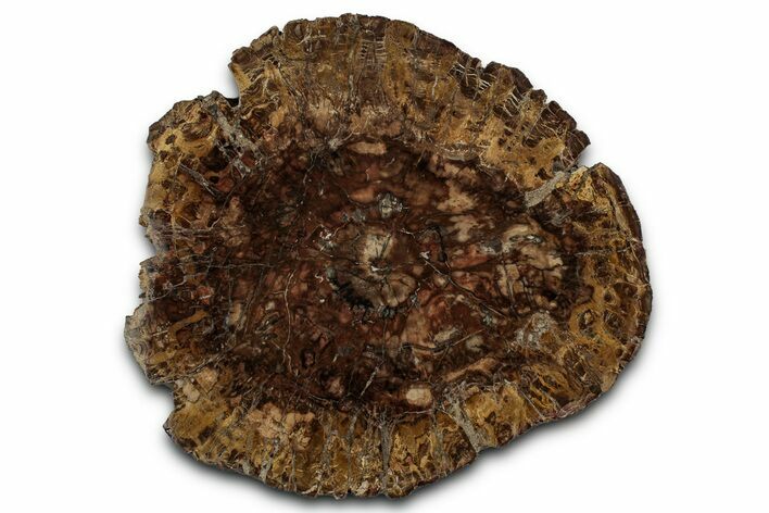 Polished Petrified Wood (Araucaria) Round - Madagascar #355348